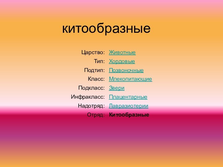 китообразные