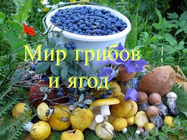 Мир грибов     и ягод