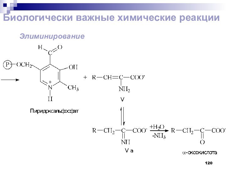 Биологически важные химические реакции Элиминирование