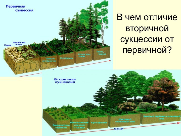 В чем отличие вторичной сукцессии от первичной?