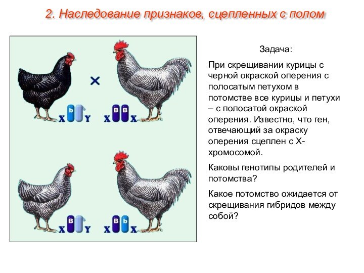 Задача:При скрещивании курицы с черной окраской оперения с полосатым петухом в потомстве