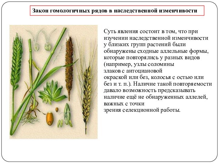 Суть явления состоит в том, что при изучении наследственной изменчивости у близких