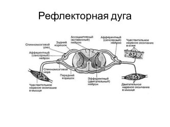 Рефлекторная дуга