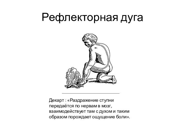 Рефлекторная дугаДекарт : «Раздражение ступни передаётся по нервам в мозг, взаимодействует там