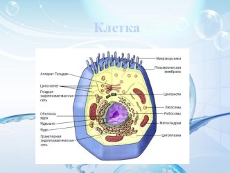 Клетка