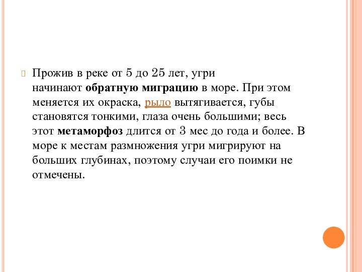 Прожив в реке от 5 до 25 лет, угри начинают обратную миграцию в море.