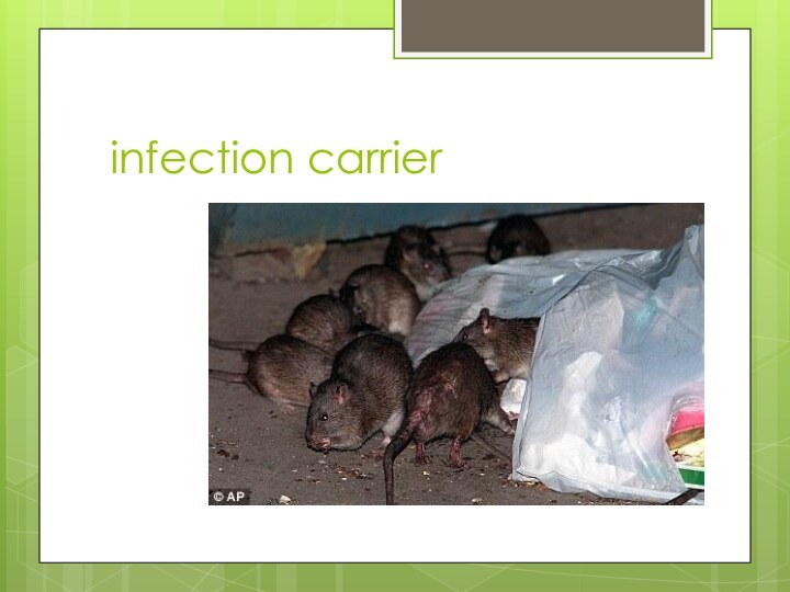 infection carrier