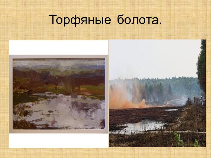 Торфяные болота.