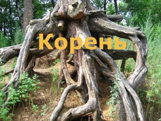 Корень