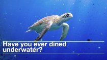 Have you ever dined underwater?