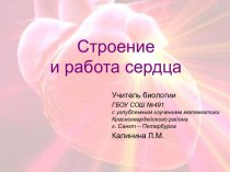 Строение и работа сердца