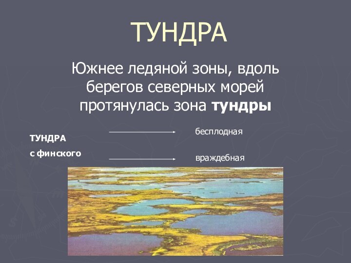 ТУНДРАЮжнее ледяной зоны, вдоль берегов северных морей протянулась зона тундрыТУНДРА с финскогобесплоднаявраждебная