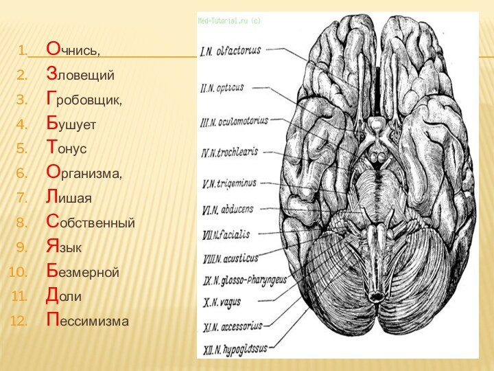 Очнись, Зловещий Гробовщик,Бушует Тонус Организма,Лишая Собственный Язык Безмерной Доли Пессимизма