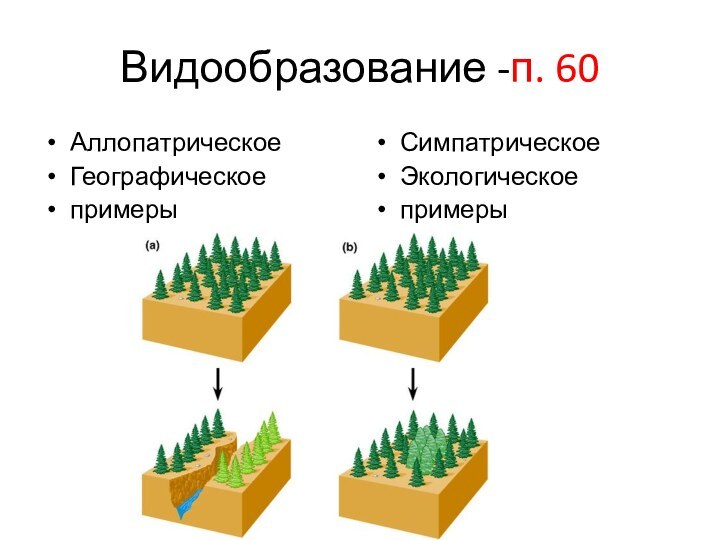 Видообразование -п. 60АллопатрическоеГеографическоепримерыСимпатрическоеЭкологическоепримеры