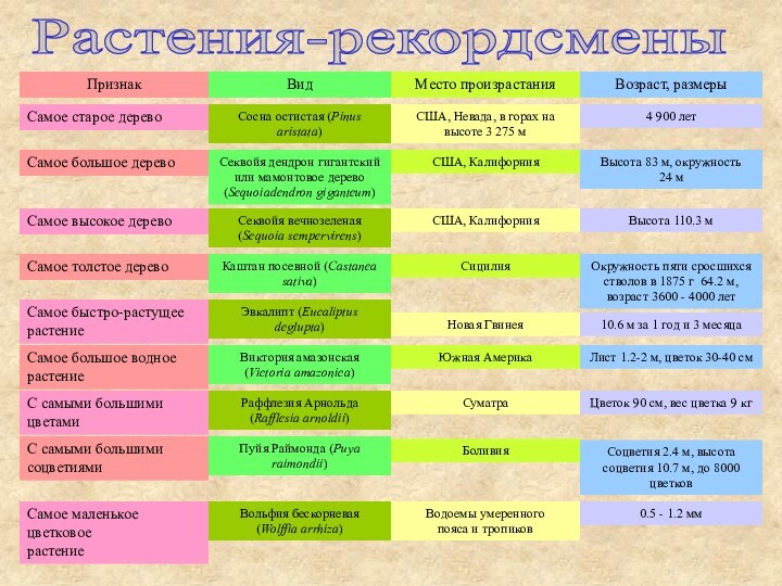 ПризнакВидМесто произрастанияВозраст, размерыСамое старое деревоСосна остистая (Pinus aristata)США, Невада, в горах на