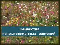 Семейства покрытосеменных растений