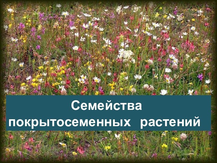 Семейства покрытосеменных  растений