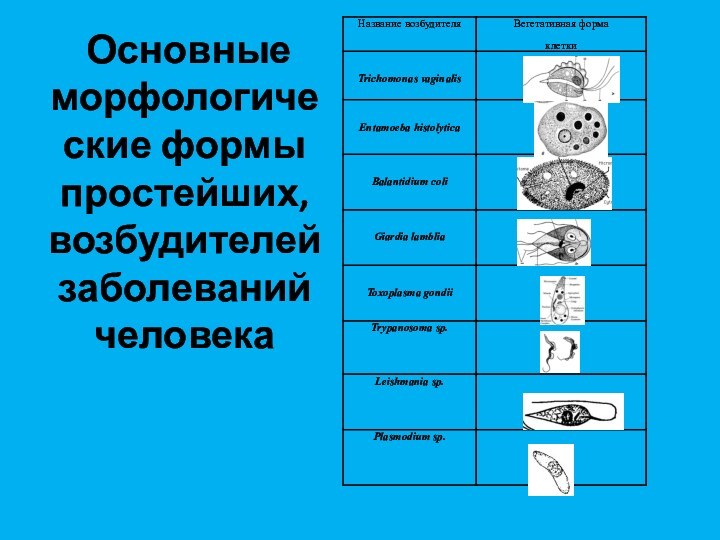 Основные морфологические формы простейших, возбудителей заболеваний человека