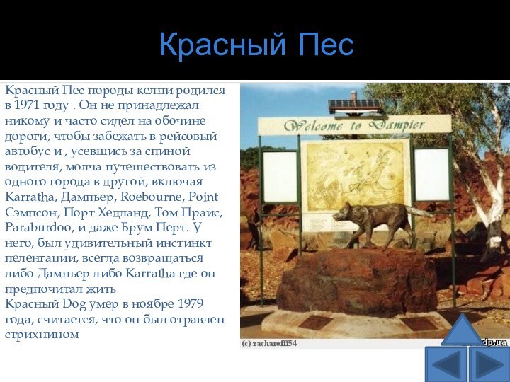 Красный ПесКрасный Пес породы келпи родился в 1971 году . Он не