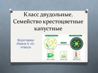 Семейство крестоцветные капустные