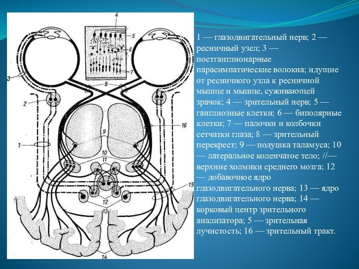 1 — глазодвигательный нерв; 2 — ресничный узел; 3 — постганглионарные парасимпатические