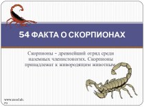 55 фактов о скорпионах