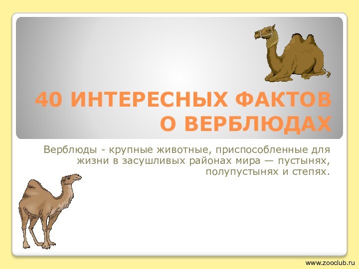 40 ИНТЕРЕСНЫХ ФАКТОВ О ВЕРБЛЮДАХВерблюды - крупные животные, приспособленные для жизни в