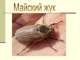 Майский жук