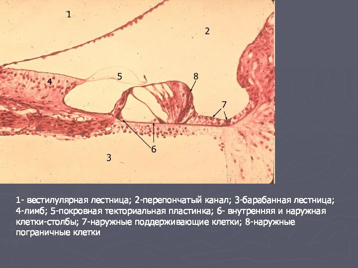 1234561- вестилулярная лестница; 2-перепончатый канал; 3-барабанная лестница; 4-лимб; 5-покровная текториальная пластинка; 6-