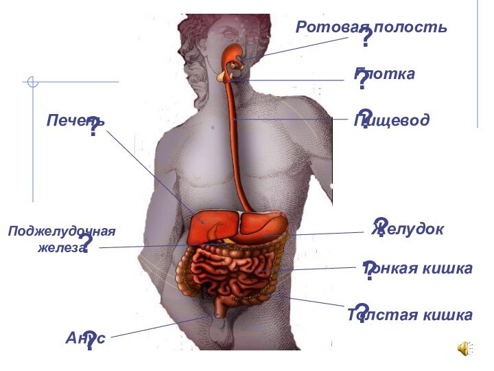 Ротовая полостьГлоткаПищеводЖелудокТонкая кишкаТолстая кишкаАнусПеченьПоджелудочная железа?????????