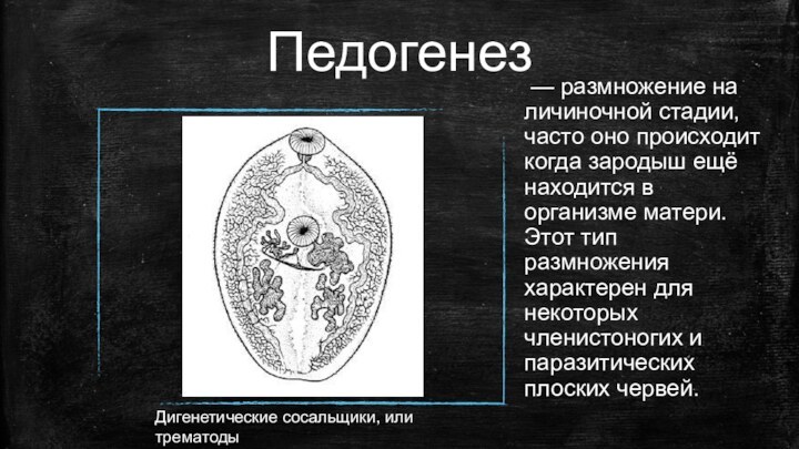 Педогенез — размножение на личиночной стадии, часто оно происходит когда зародыш ещё