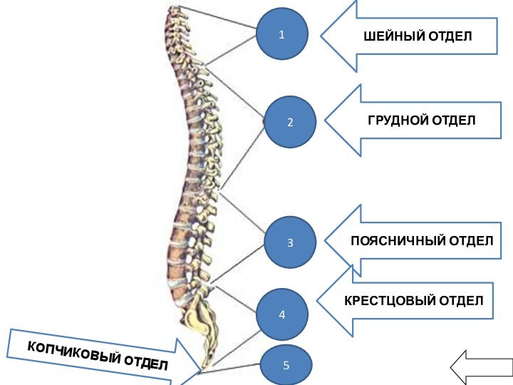 12345ШЕЙНЫЙ ОТДЕЛГРУДНОЙ ОТДЕЛПОЯСНИЧНЫЙ ОТДЕЛКРЕСТЦОВЫЙ ОТДЕЛКОПЧИКОВЫЙ ОТДЕЛ