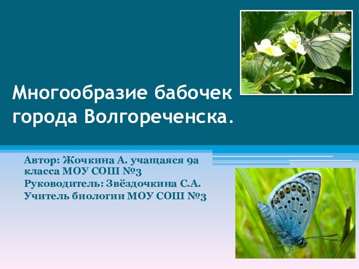 Многообразие бабочек города Волгореченска. Автор: Жочкина А. учащаяся 9а класса МОУ СОШ