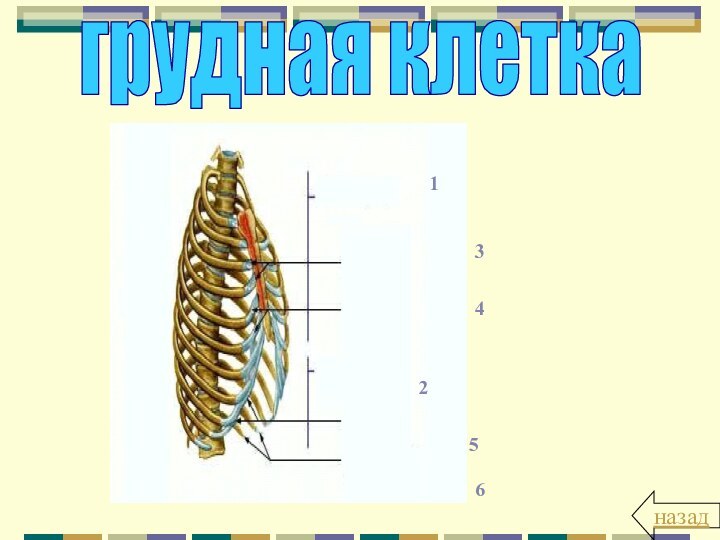 грудная клетка134256назад