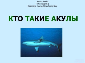 Кто такие акулы