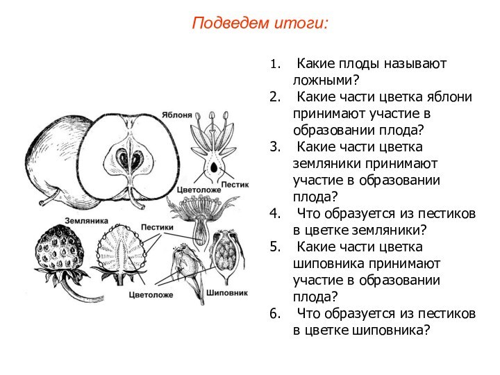 Какие плоды называют ложными? Какие части цветка яблони принимают участие в