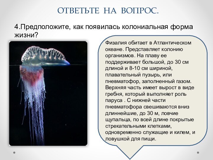 4.Предположите, как появилась колониальная форма жизни? ОТВЕТЬТЕ НА ВОПРОС.Физалия обитает в Атлантическом