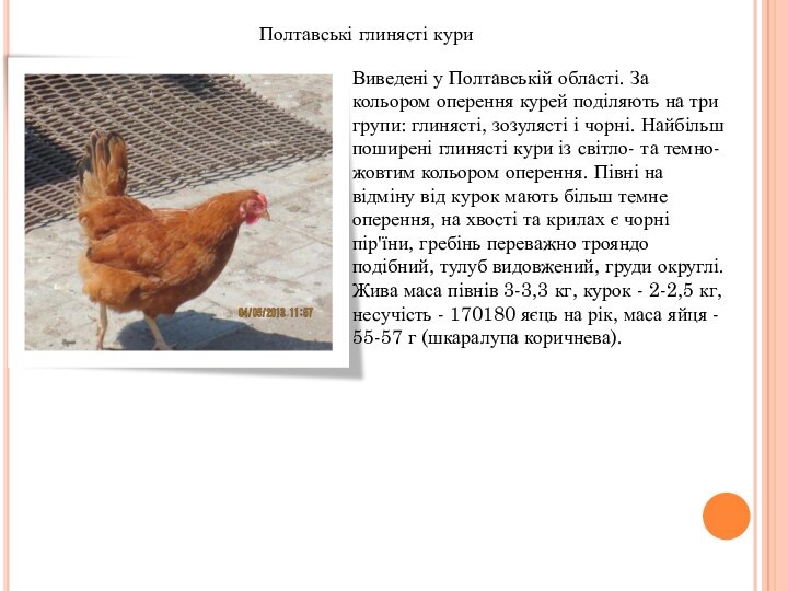 Полтавські глинясті куриВиведені у Полтавській області. За кольором оперення курей поділяють на