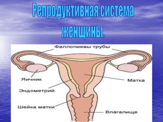 Репродуктивная система женщины