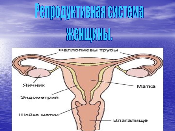 Репродуктивная система женщины.