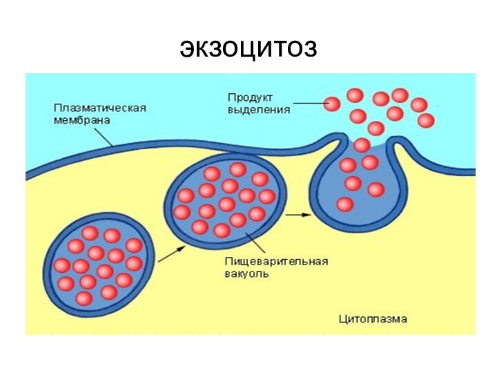 экзоцитоз