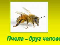 Пчела – друг человека!