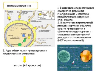 Процесс оплодотворения