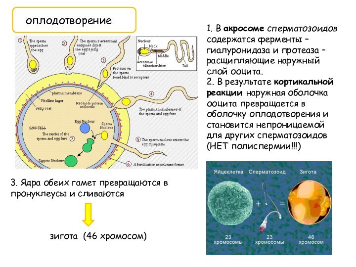 оплодотворение1. В акросоме сперматозоидов содержатся ферменты – гиалуронидаза и протеаза – расщипляющие