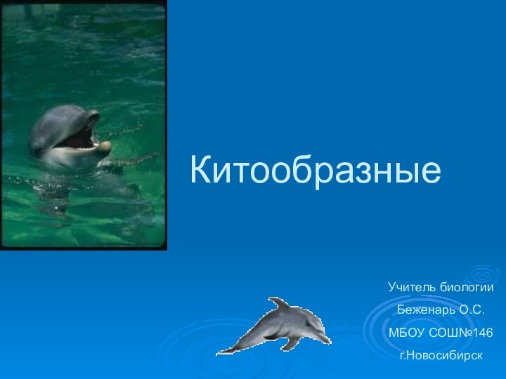 КитообразныеУчитель биологии Беженарь О.С. МБОУ СОШ№146 г.Новосибирск