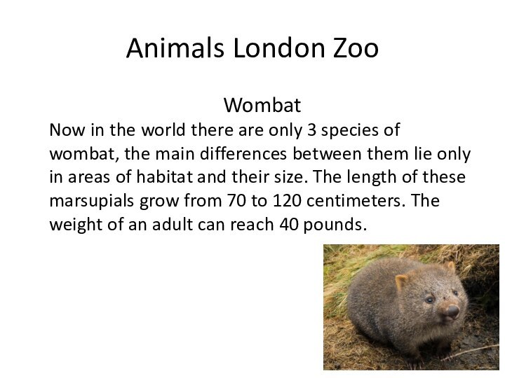 Animals London Zoo