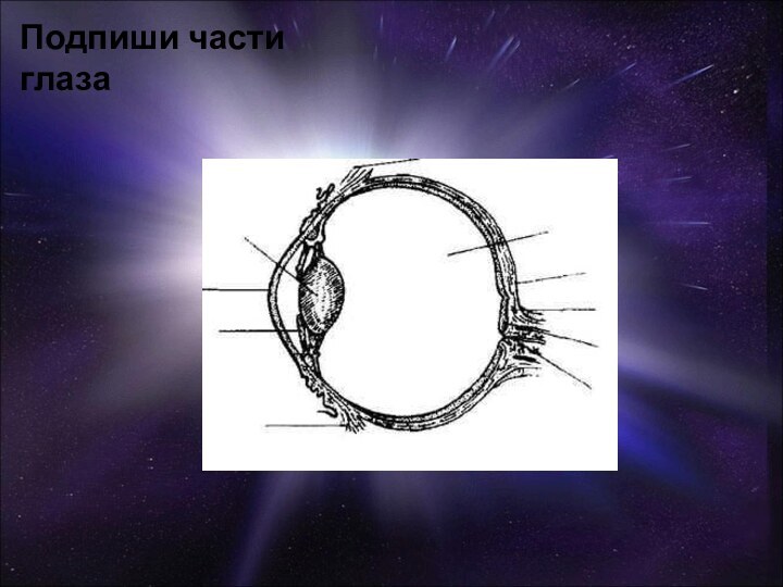 Подпиши части глаза