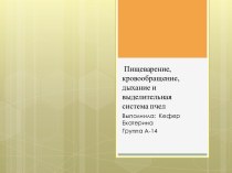 Пищеварение, кровообращение, дыхание и выделительная система пчел