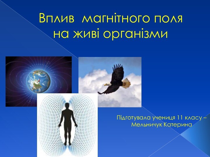 Вплив магнітного поляна живі організмиПідготувала учениця 11 класу – Мельничук Катерина