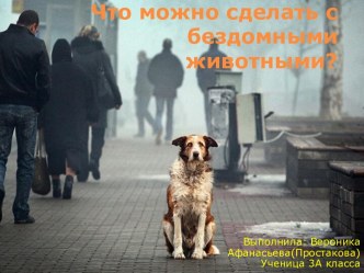 Что можно сделать с бездомными животными?